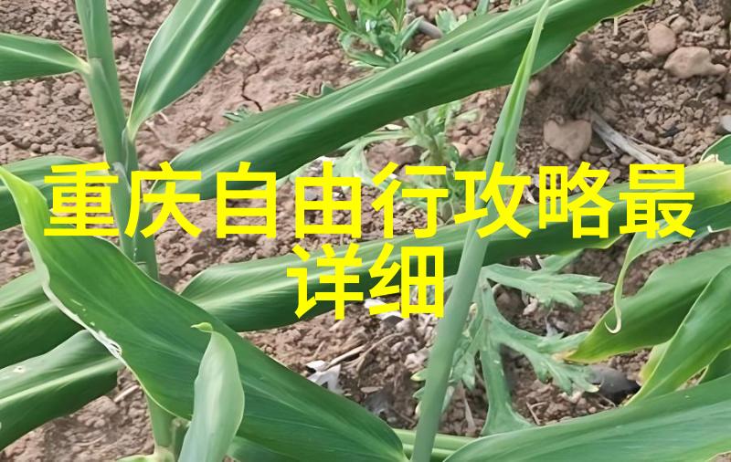 探索南通魅力一站式指南游览城市古韵与现代风情