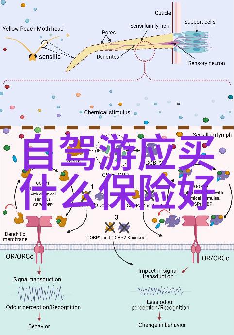 爱情的数字密码解读456暗示的浪漫秘密