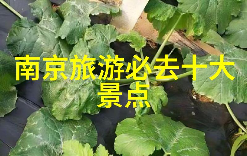 北京小吃大探险揭秘那些只在胡同角落才能找到的美味秘密