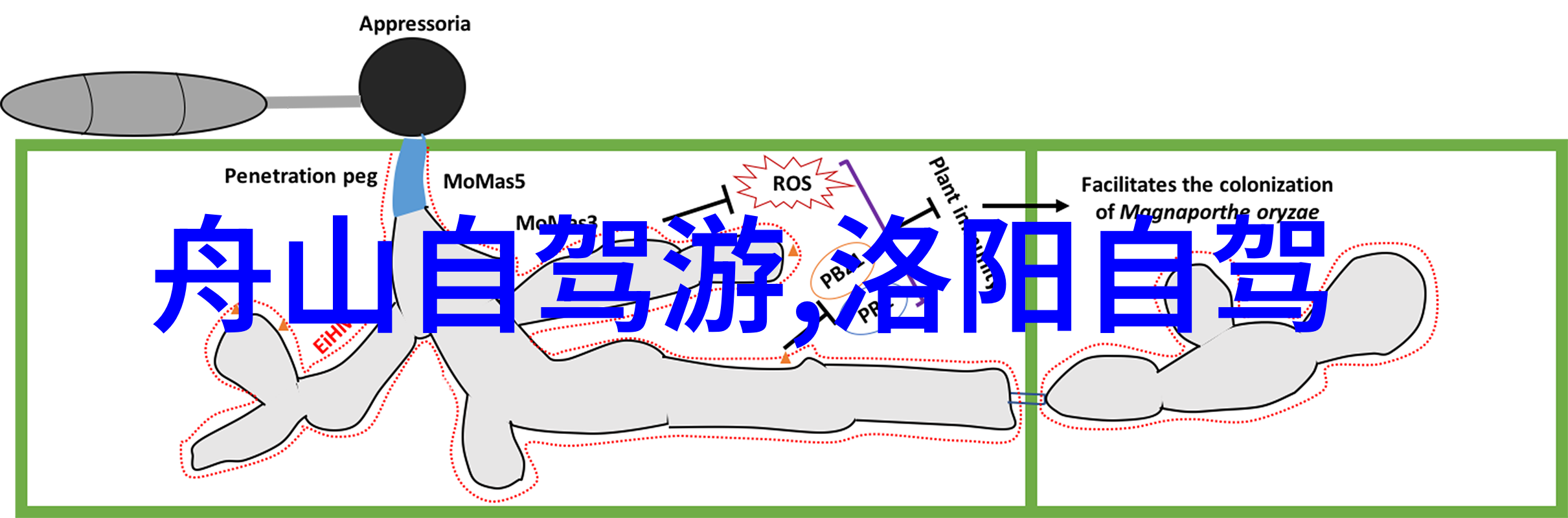 千岛湖旅游攻略-探秘碧波荡漾的仙境2日游必做行程