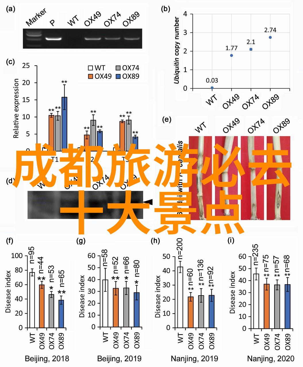 两天游探秘京城古韵与现代魅力