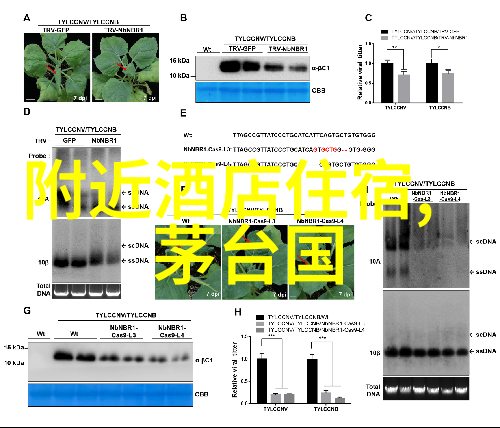 都江堰旅游攻略探索四川古代水利工程的奇迹