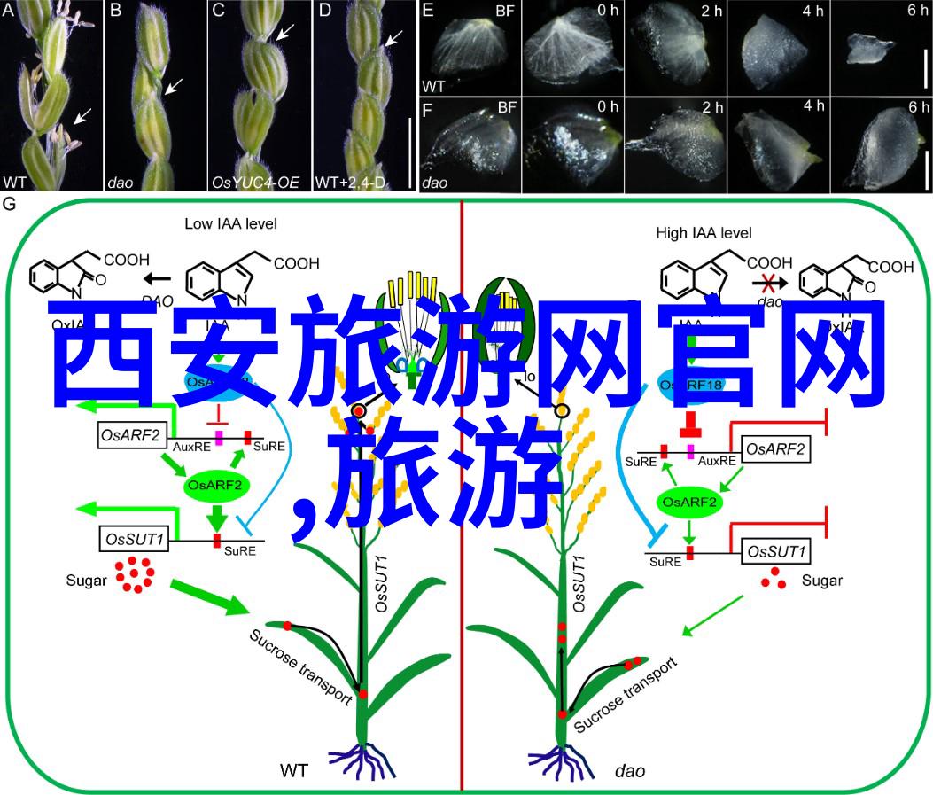 团建活动策划我是如何让同事们在森林里一起唱K的