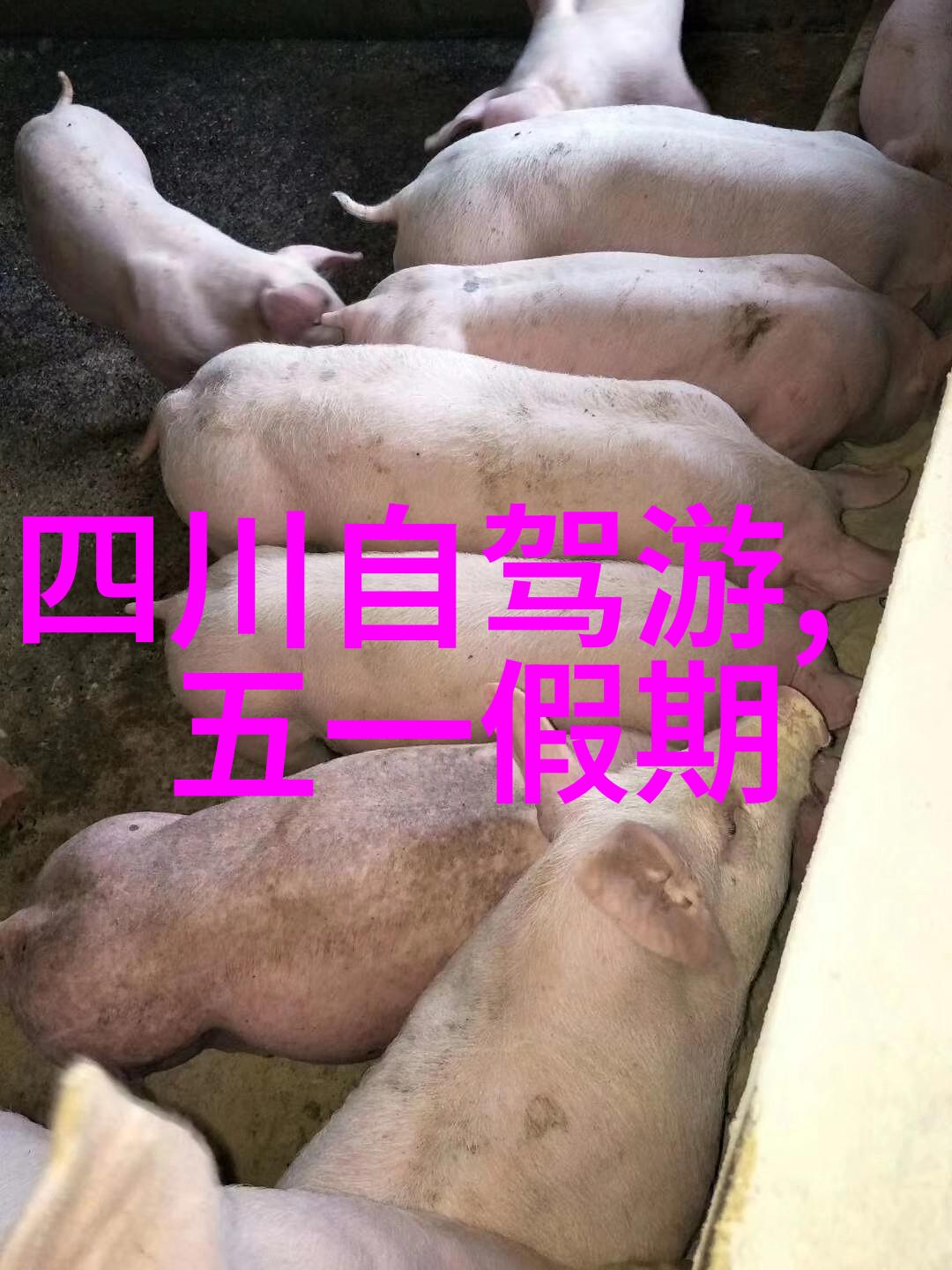 春节游记探秘春节家庭团聚的温馨回忆