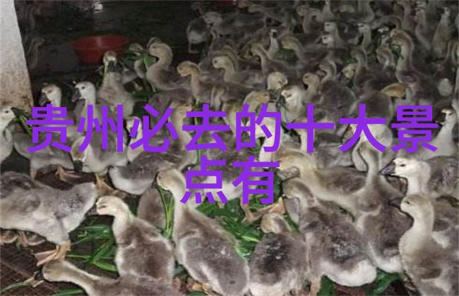 澳洲悉尼歌剧院外壳亮点解析设计师创作灵感源自海洋生物