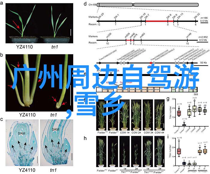 云南七日游笑傲江湖花钱不亏