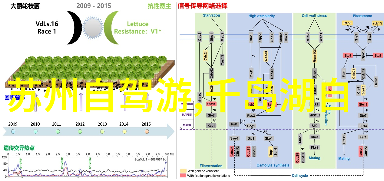 风起云涌的轮廓骑行群的真实面貌