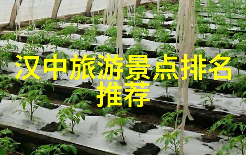 品味上海揭秘名小吃排行榜及其传统街头位置