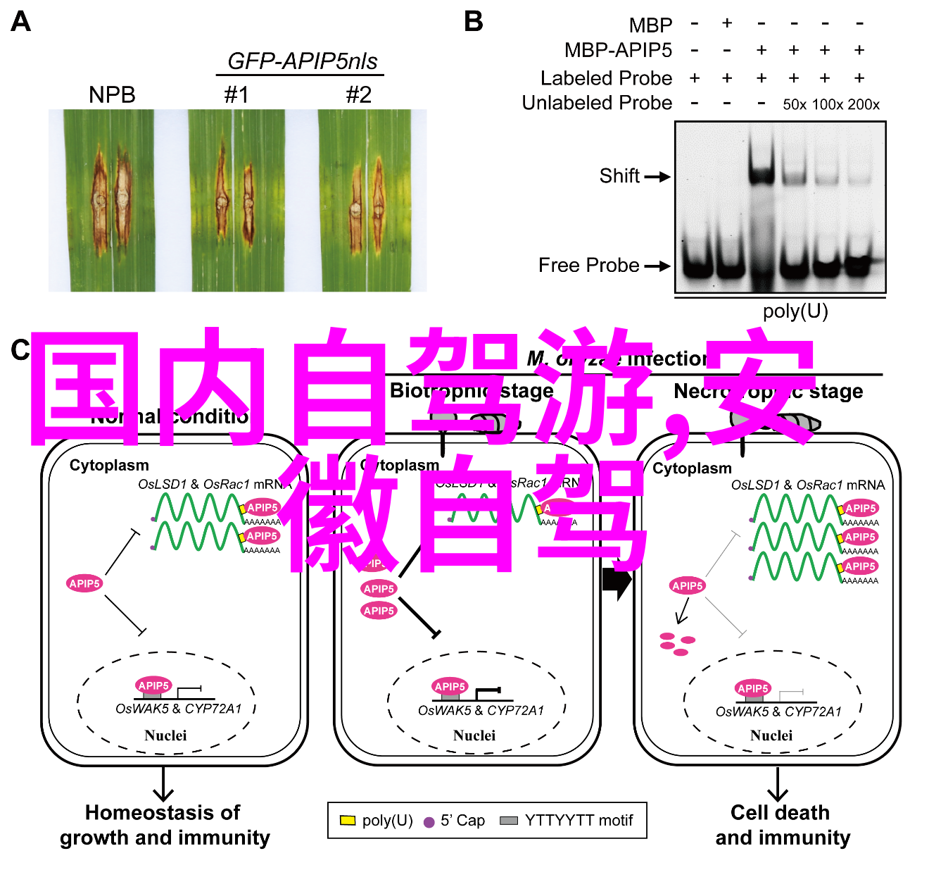 梦想笔记从零到英雄创造100000000000字巨著