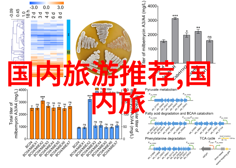 从初学者到高手自驾游网站有哪些资源可以帮助我们提升技能呢