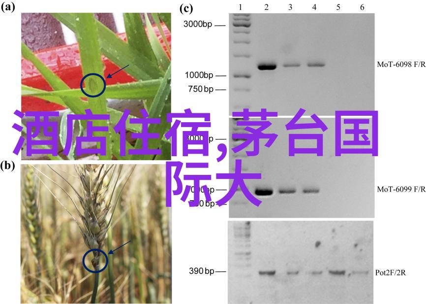 北京人自己去的小吃街探究传统美食文化的自主性与社区认同