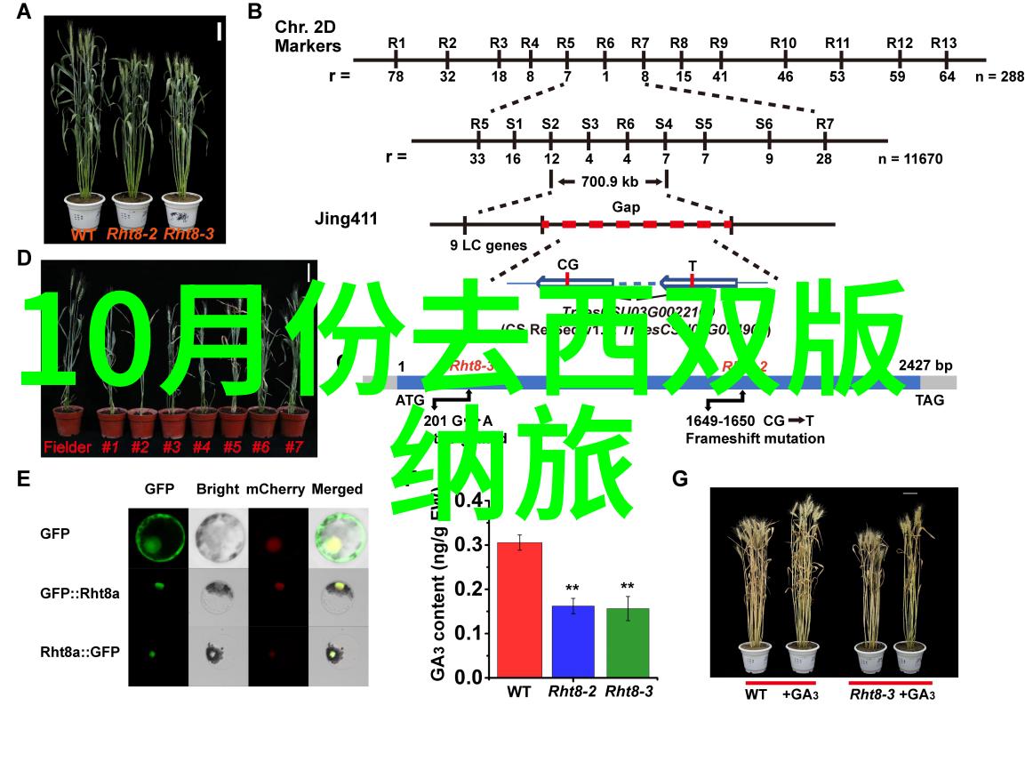 探索一日上海周边自驾游宝藏地图