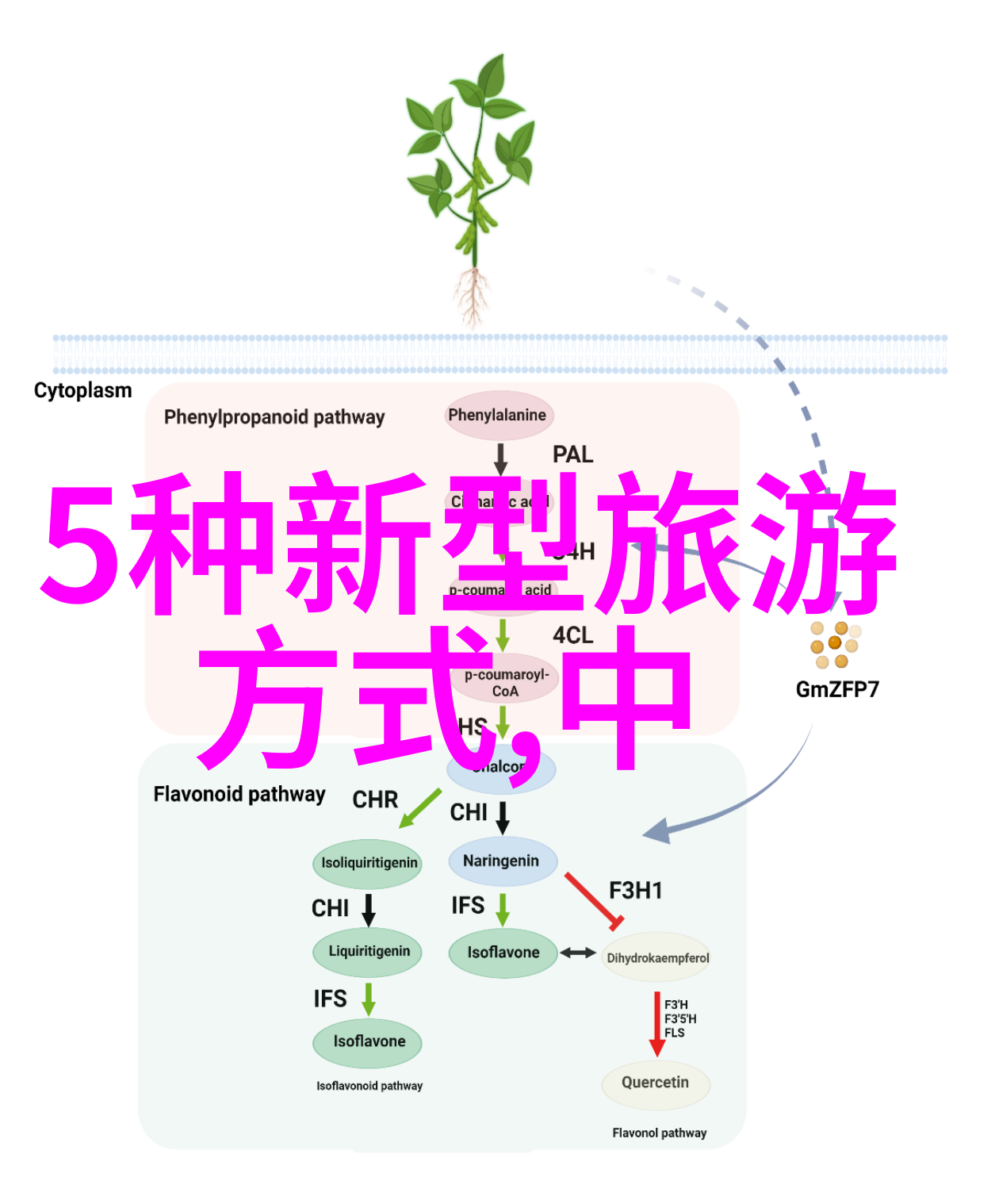 少年西游记中的成都春季采茶场景有哪些